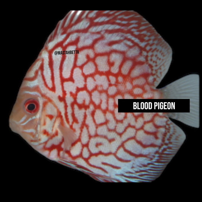 Blood Pigeon Discus