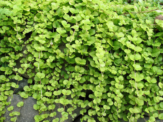 Creeping Jenny