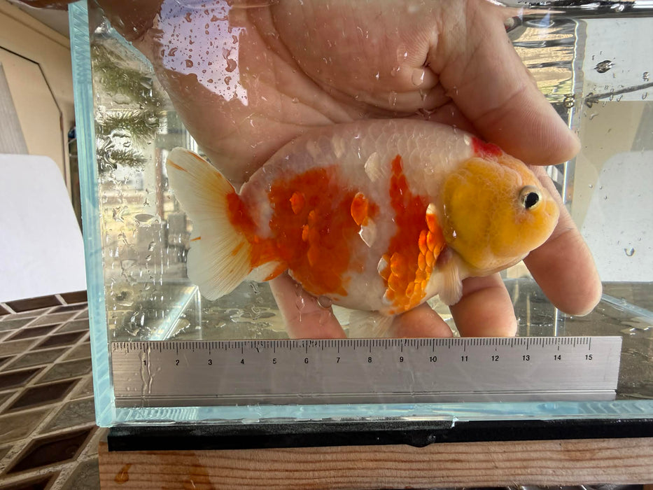 Sakura Ranchu #2