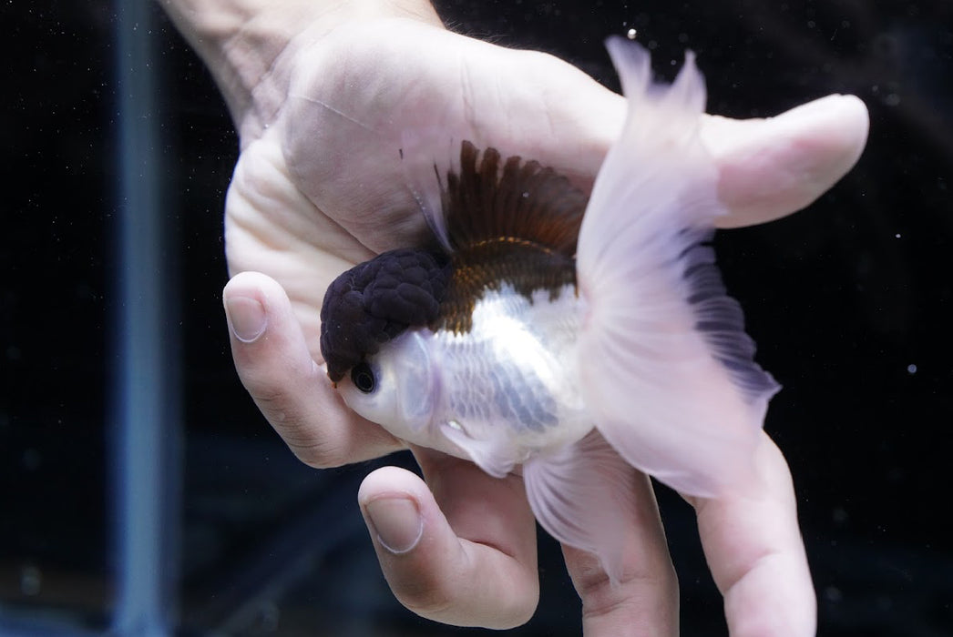 Panda Oranda 3.5”-4” #43-08