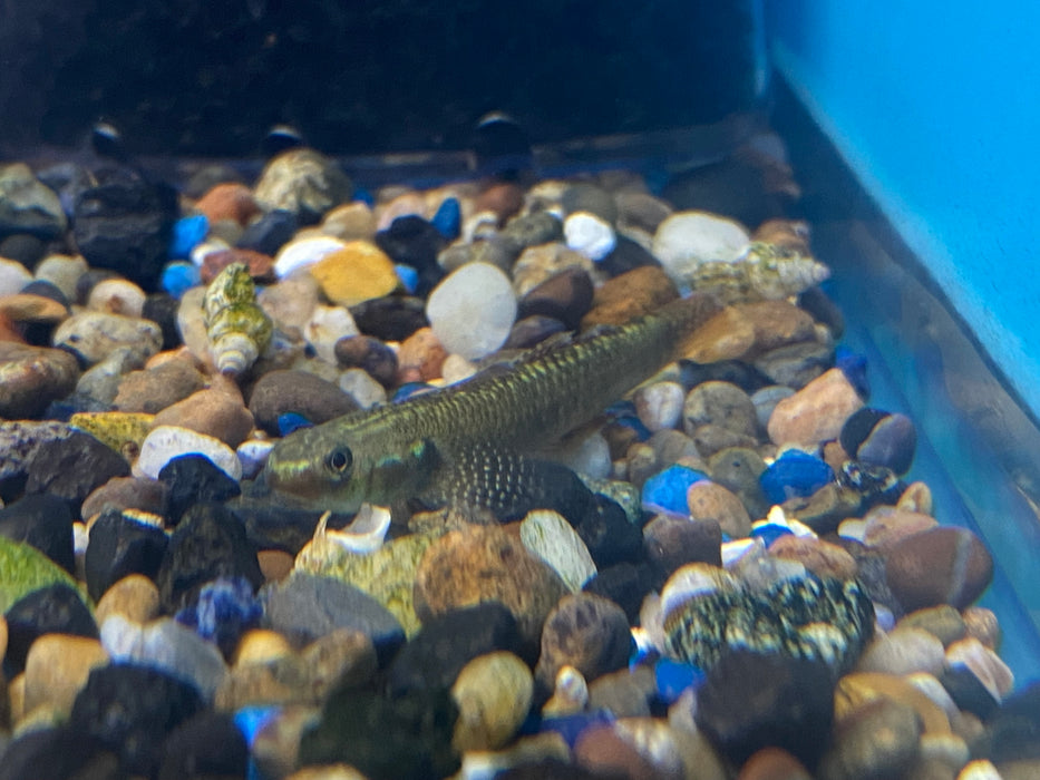 Rainbow Goby (Male)