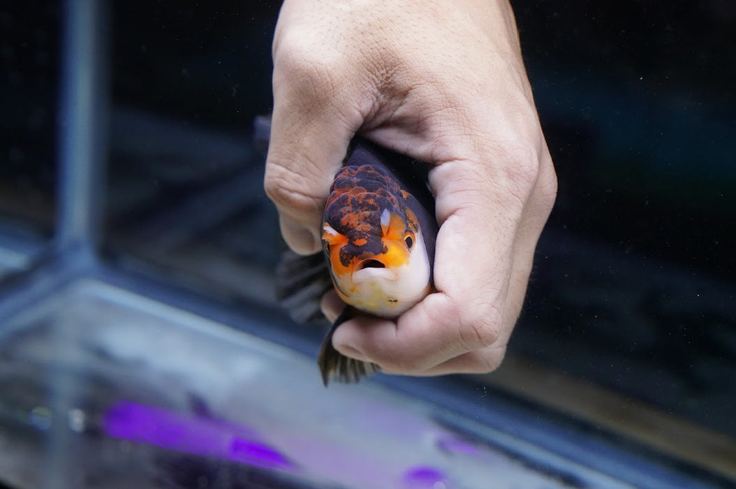 Tricolor Oranda 4”-5” #180-18