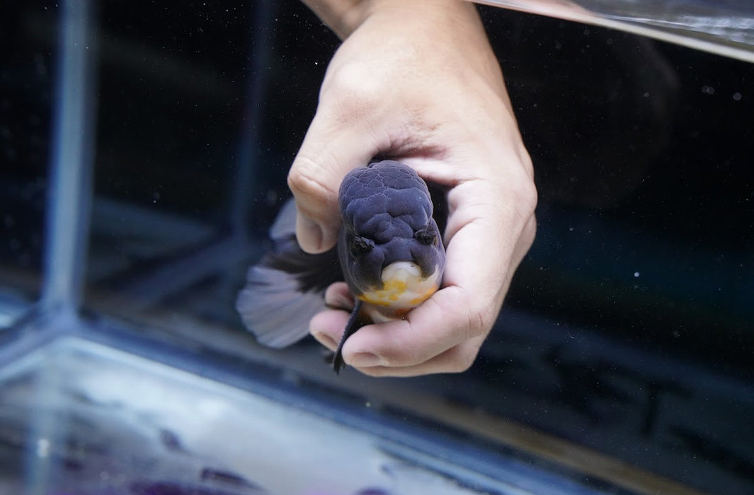 Tricolor Oranda 4”-5” #180-17