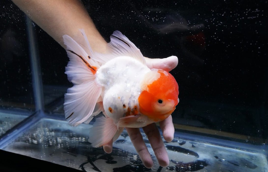 Tricolor Oranda 7” #45-04