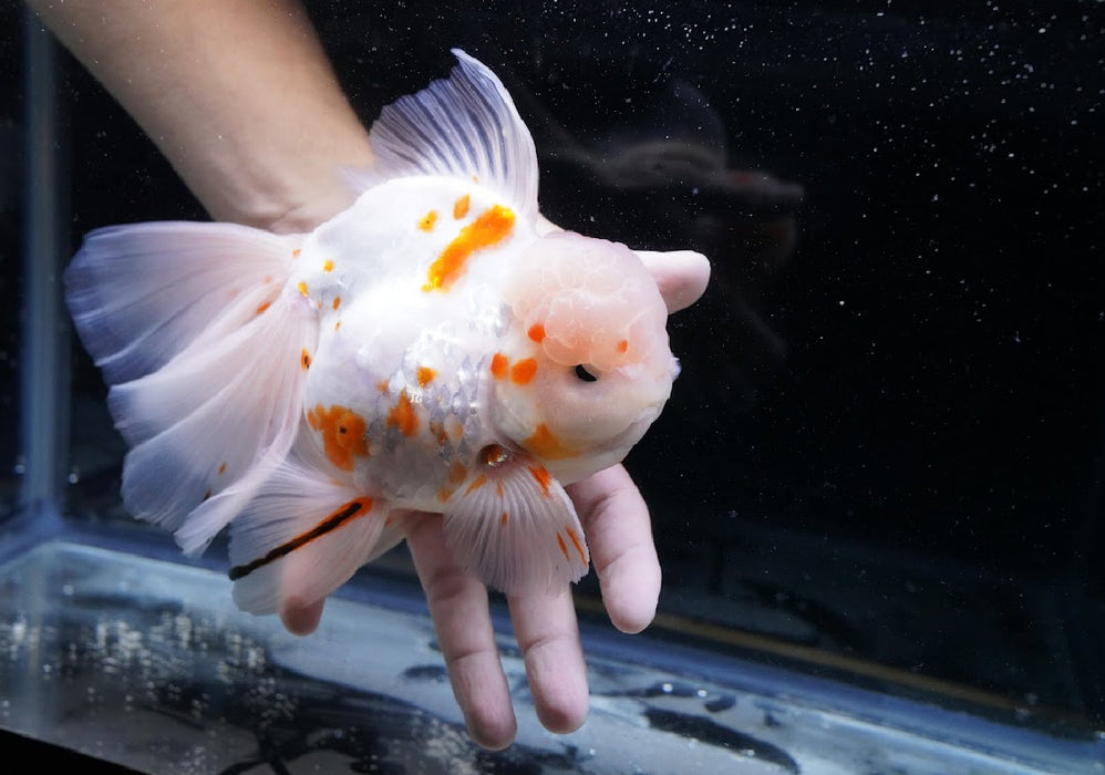Tricolor Oranda 7” #45-01