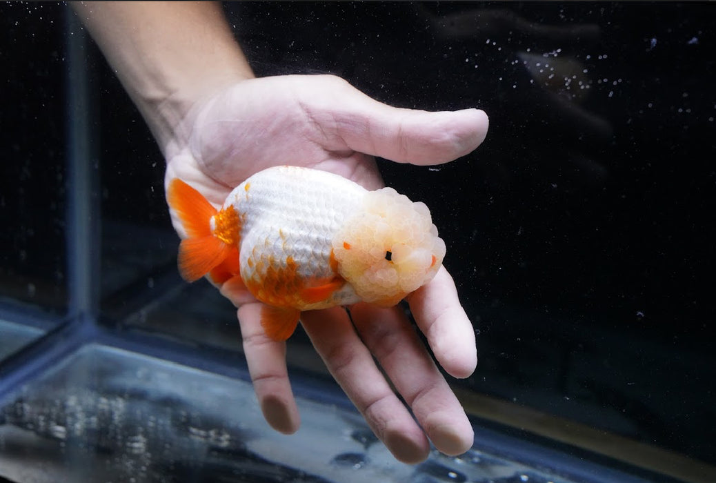 Red/White Ranchu 3.5”-4” #46-01