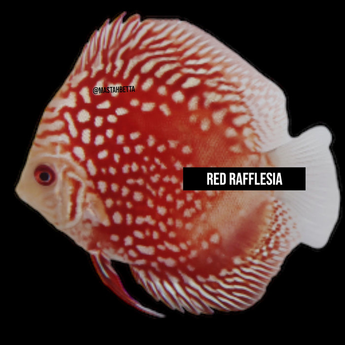 Red Rafflesia Discus