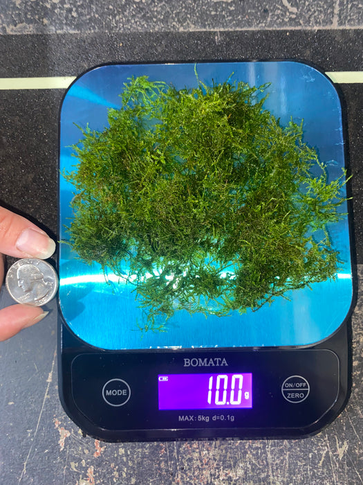 Java Moss