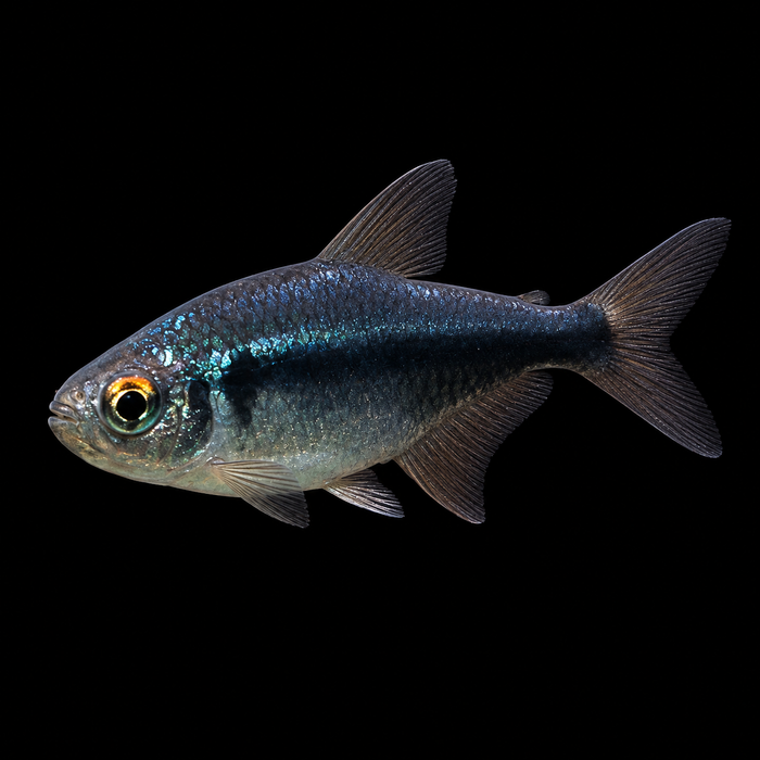 Brilliant Black Neon Tetra