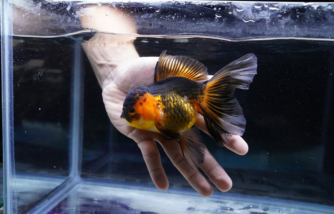 Tricolor Oranda 4”-5” #180-08