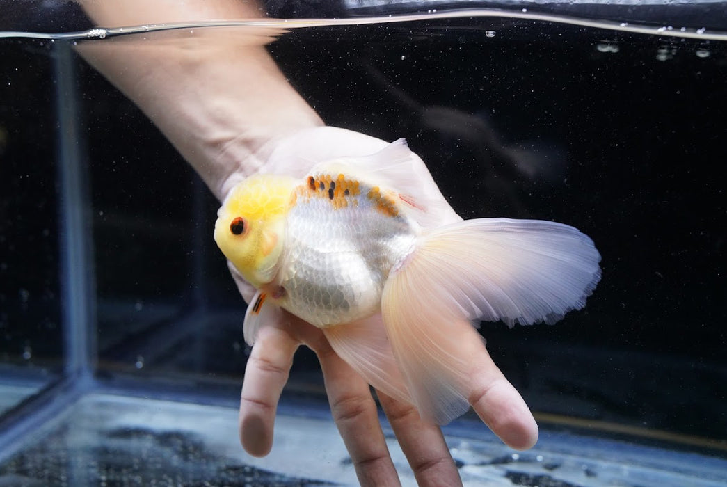 Lemon Head Oranda 4”-5” #125-10