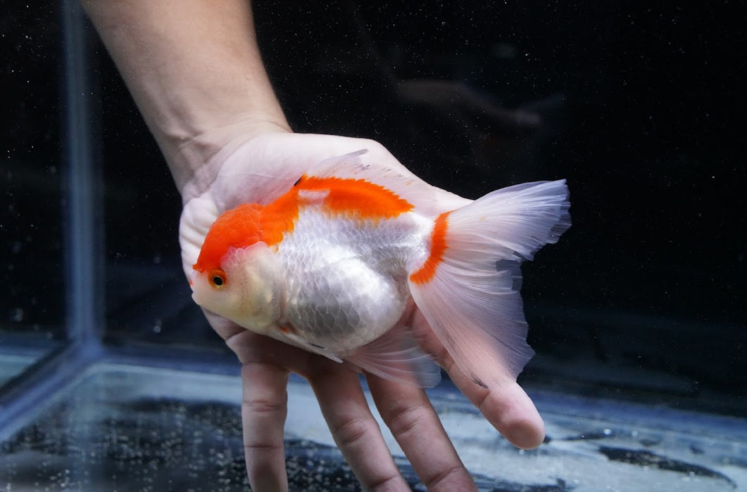 Red/White Oranda 4”-5” #125-12