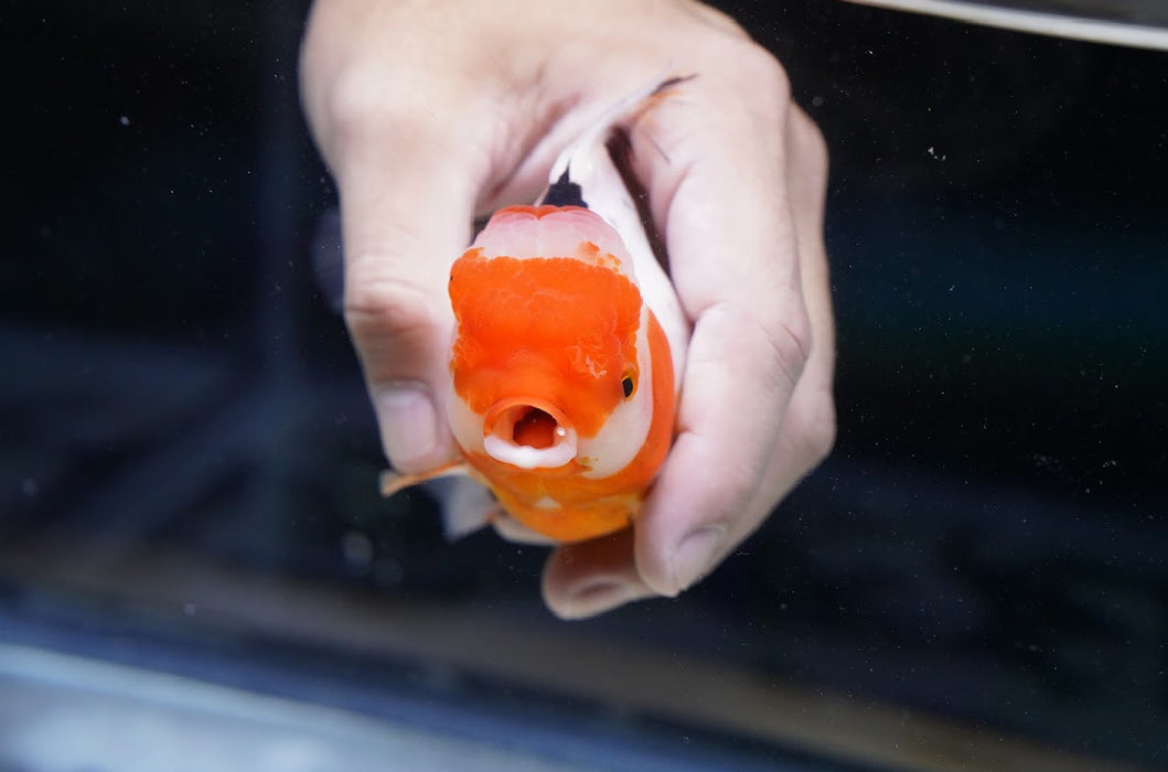 Tricolor Oranda 4”-5” #180-21