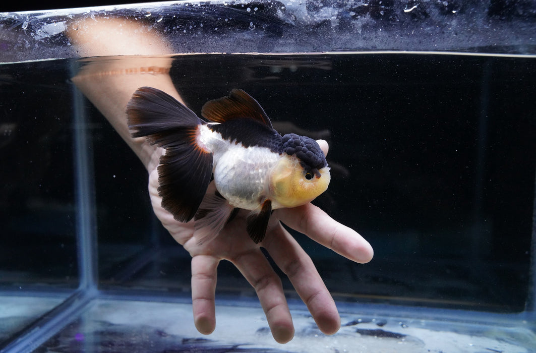 Panda Oranda 4”-5” #180-04