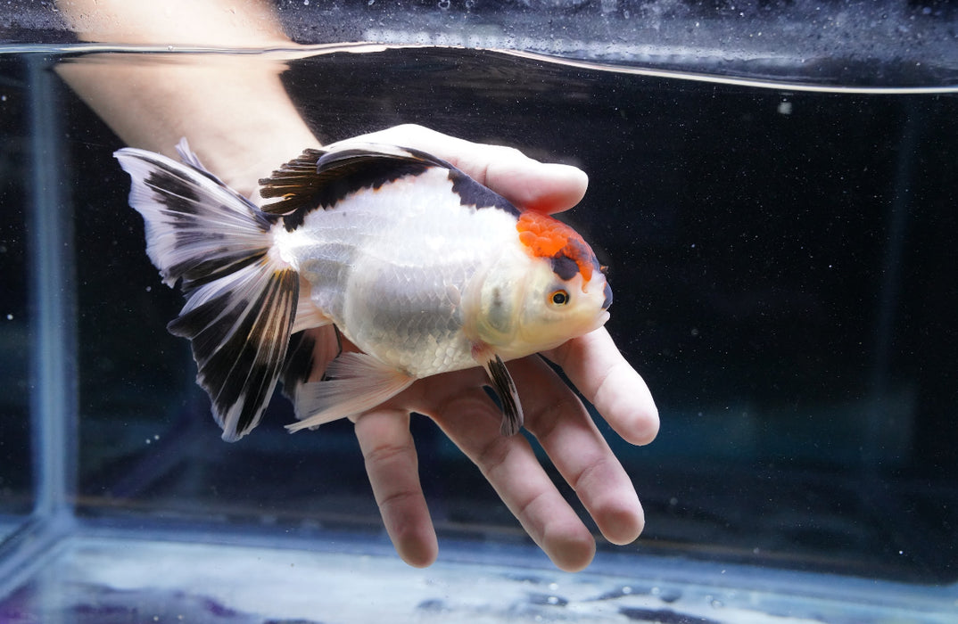Tricolor Oranda 4”-5” #180-07