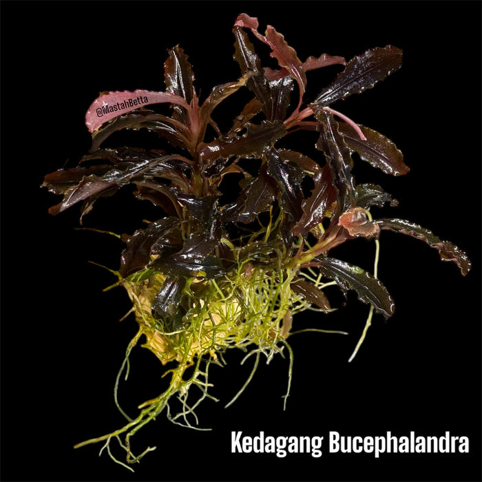 Bucephalandra Kedagang (Submerged)