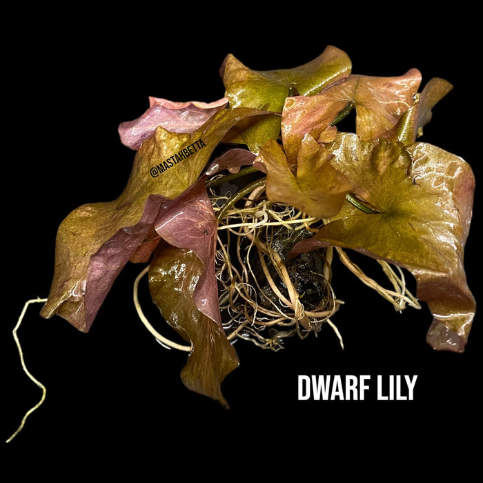 Dwarf Lily