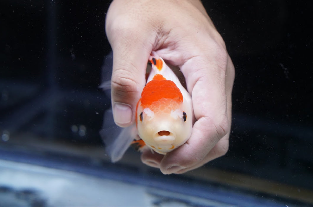Tricolor Oranda 4”-5” #125-06