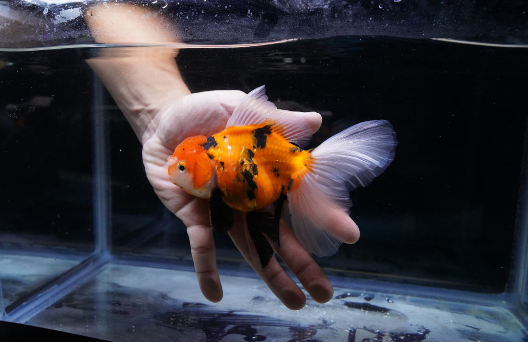 Tricolor Oranda 4”-5” #180-03