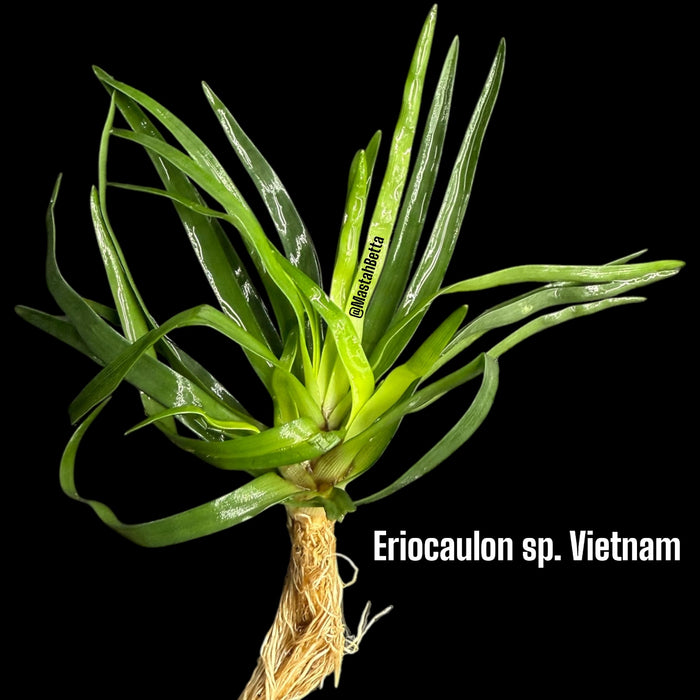 Eriocaulon sp. Vietnam