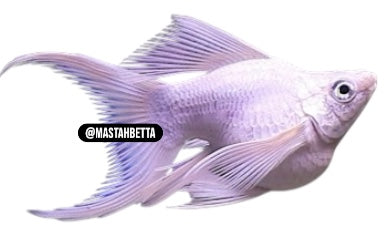 Platinum Lyretail Balloon Molly