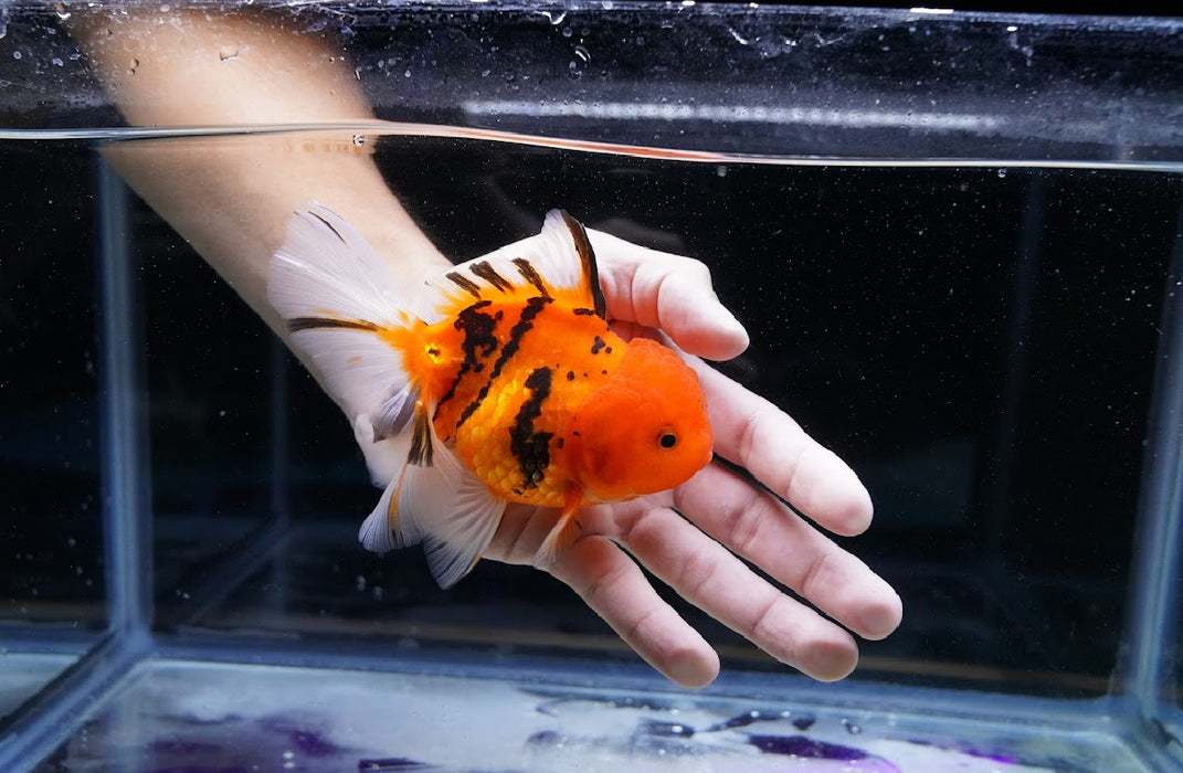 Tiger Oranda 4”-5” #180-19