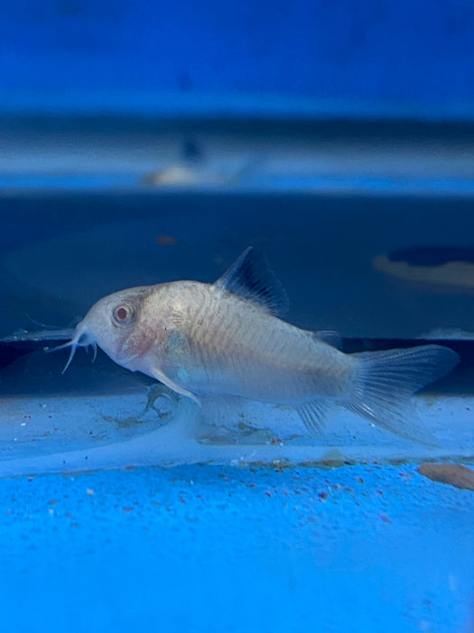 Albino Panda Corydoras