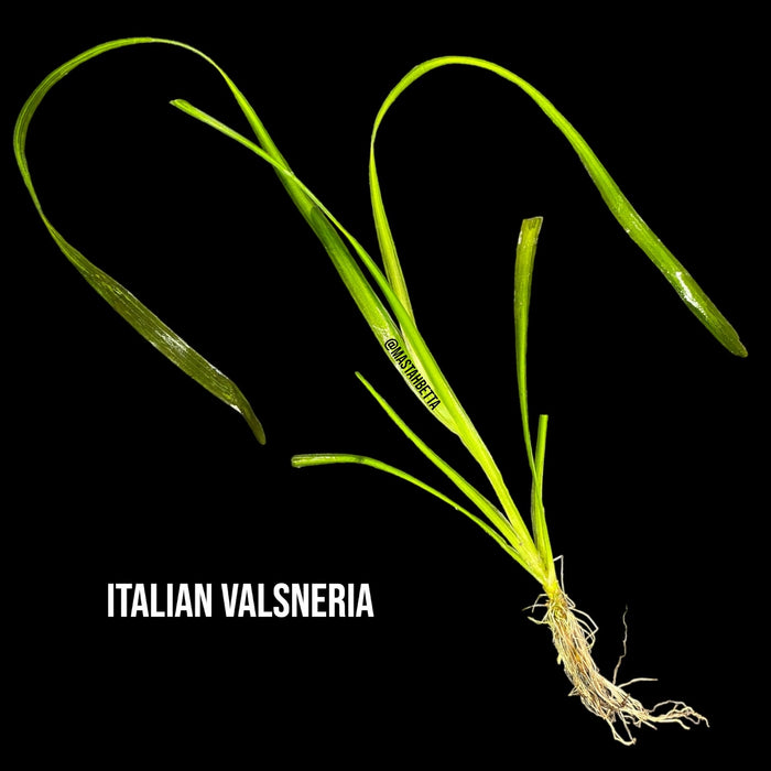 Italian Vallisneria