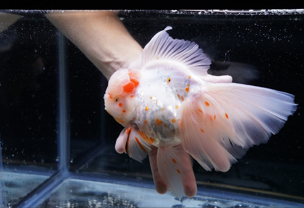 Tricolor Oranda 7” #45-01