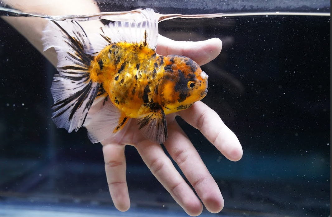 Tiger Oranda 4”-5” #180-10