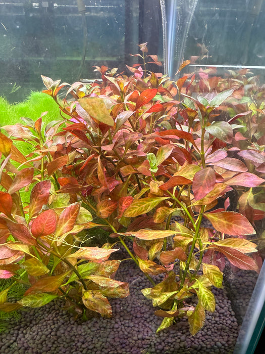 Ludwigia Atlantis