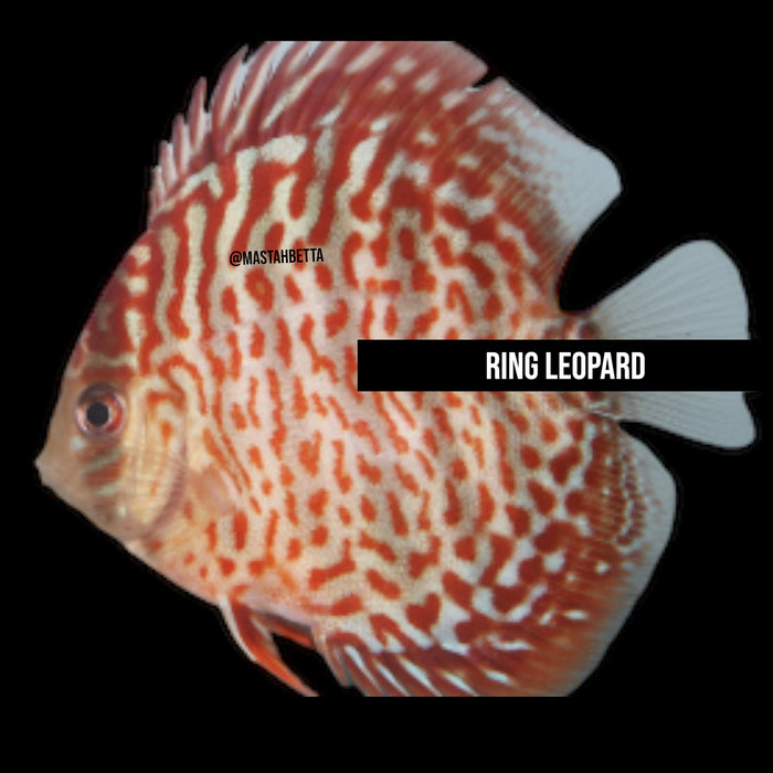 Ring Leopard Discus