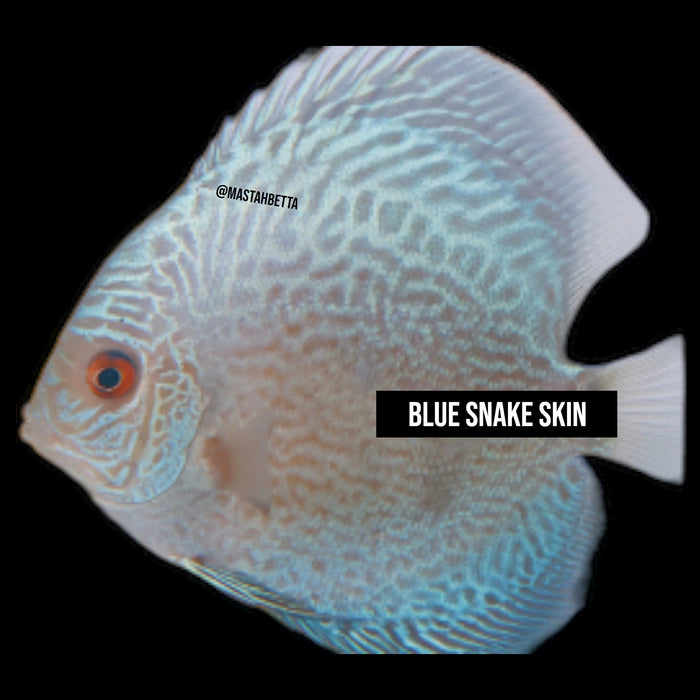 Blue Snake Skin Discus