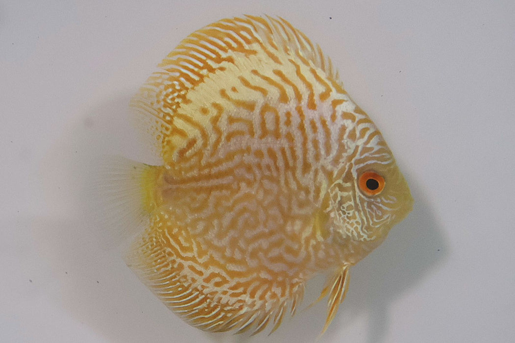 Yellow Snake Skin Pigeon Discus (Grade A)