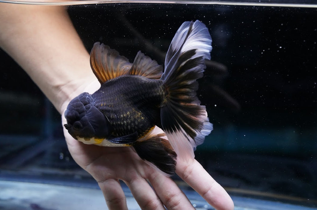 Tricolor Oranda 4”-5” #180-17