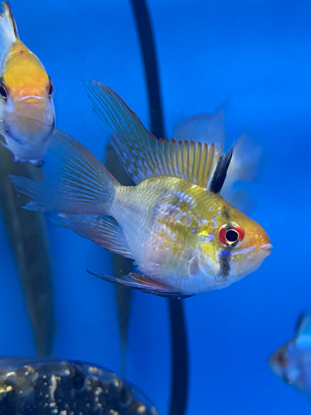 Longfin German Blue Balloon Ram — Mastah Betta