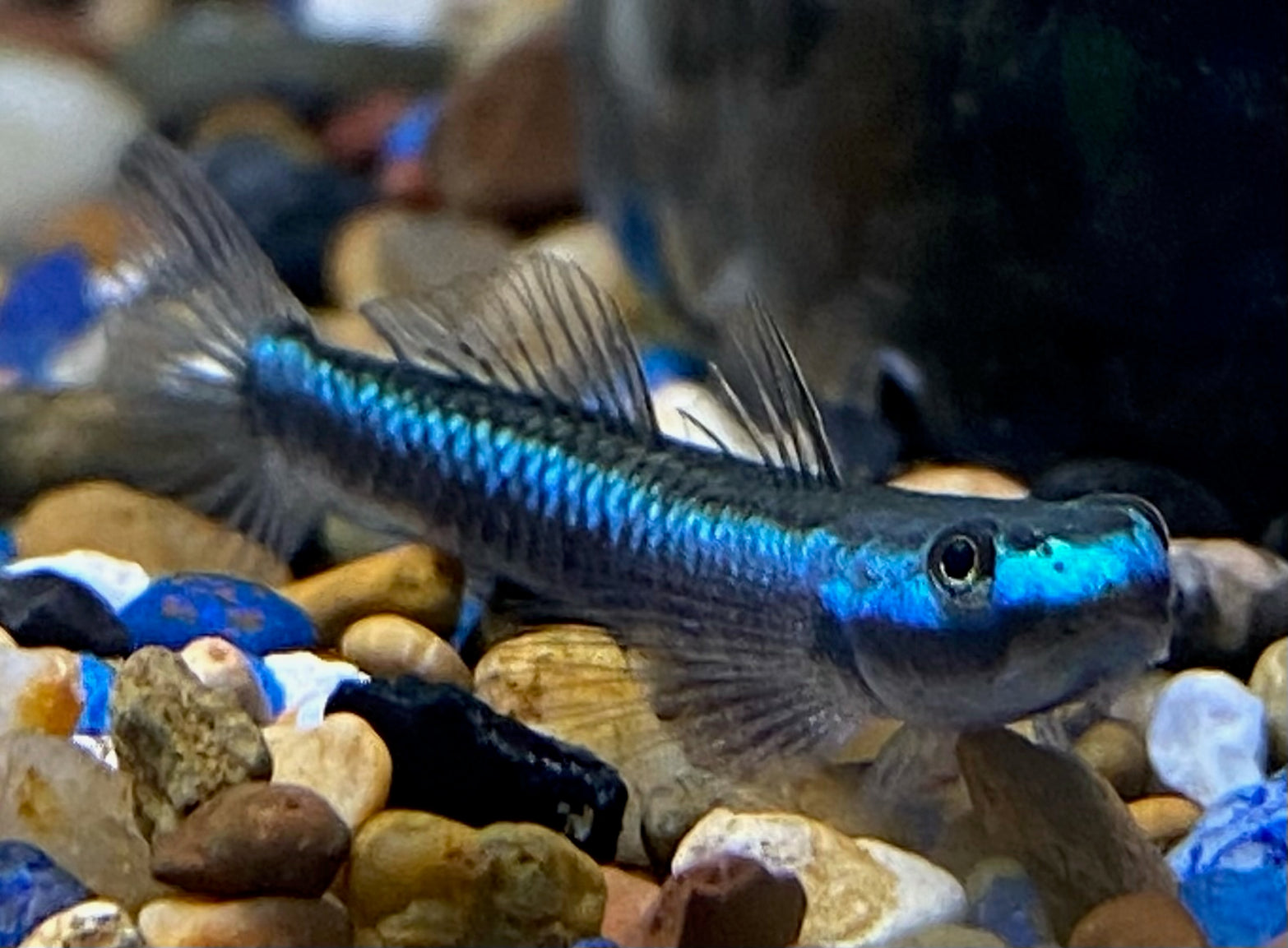 MastahBetta Fish Shop - Hawaii’s Aquarium Fish Store — Mastah Betta