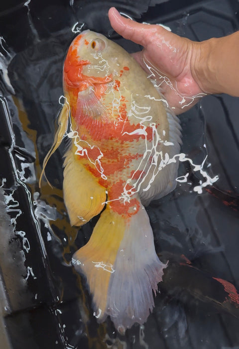 12” Veil Tail Albino Oscar