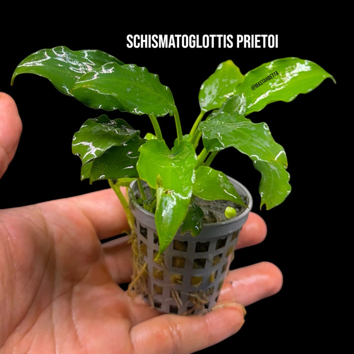Schismatoglottis prietoi