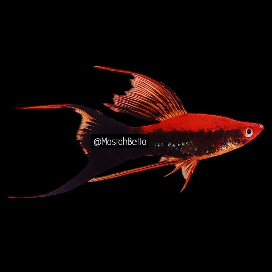 Red Tuxedo Hi-Fin Double Swordtail