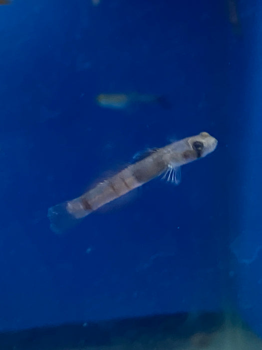 Red Belted Goby (Male)