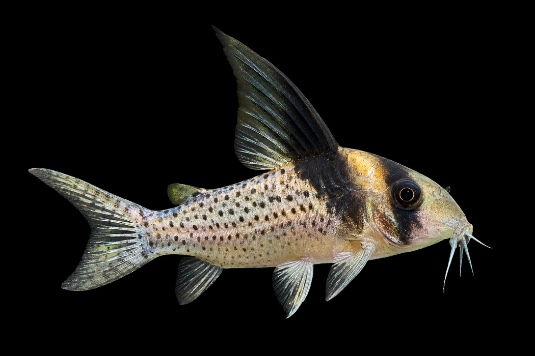 2x High Fin Corydoras