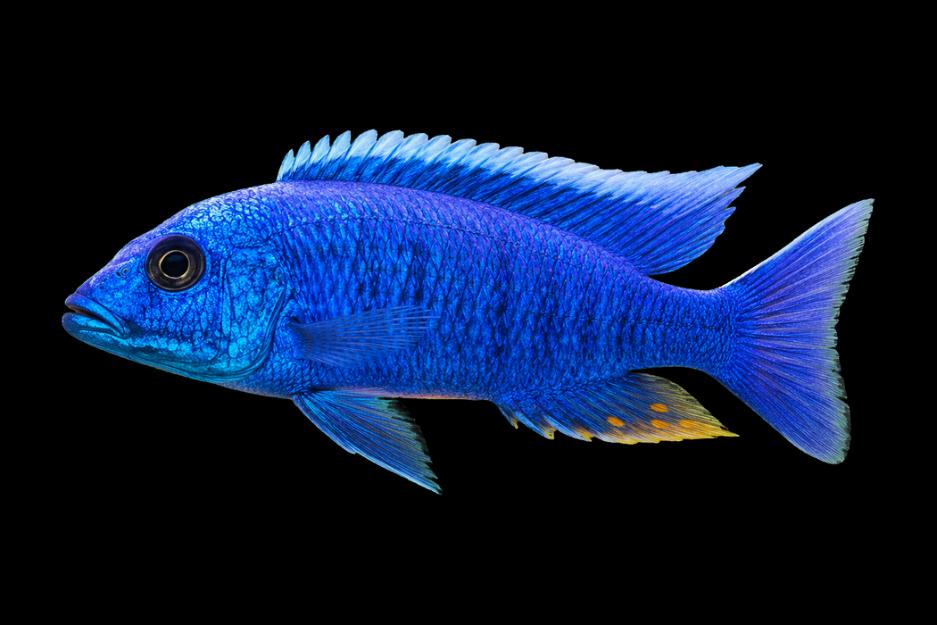Breeding Group of 6x Electric Blue Haps (2 Males+4 Females)