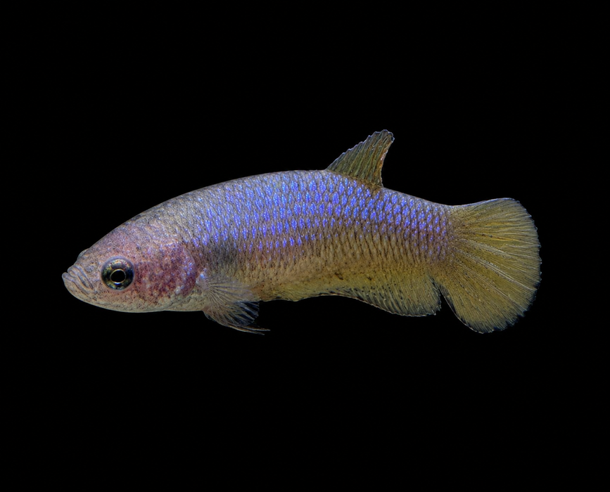 Blue Mustard Female Plakat