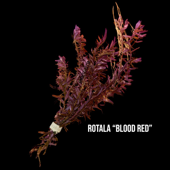 Rotala “Blood Red”