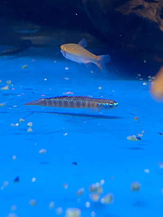 Rutilaureus Goby