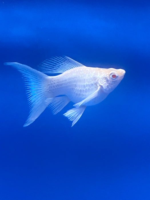 Albino Lyretail Balloon Molly