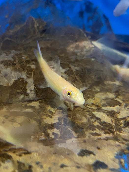 Golden Chinese Algae Eater