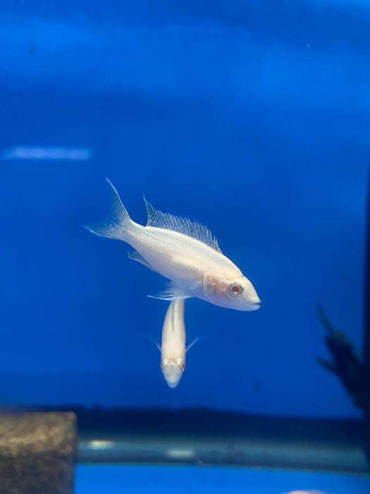 Albino Brichardi Lyretail Cichlid