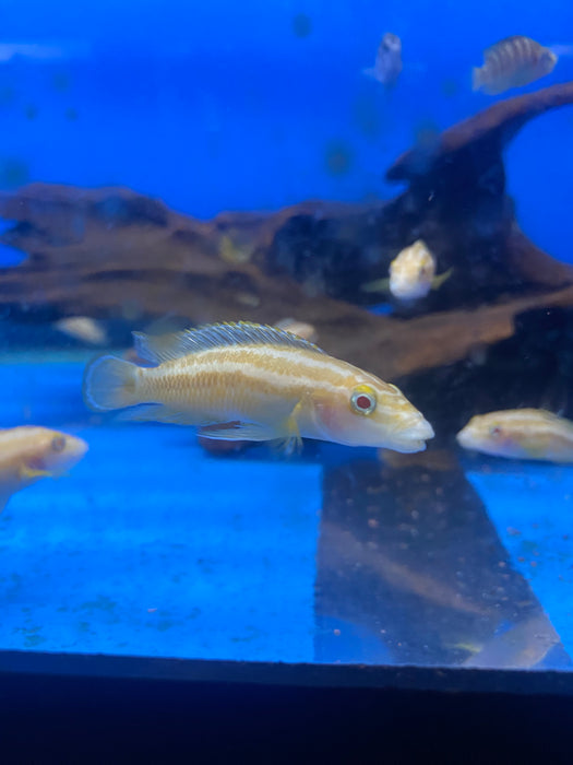 Albino Julidochromis Cichlid